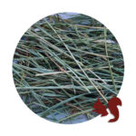 Heno de Festuca Extra Verde